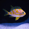 Odanthias barbonuis 3-5 cm