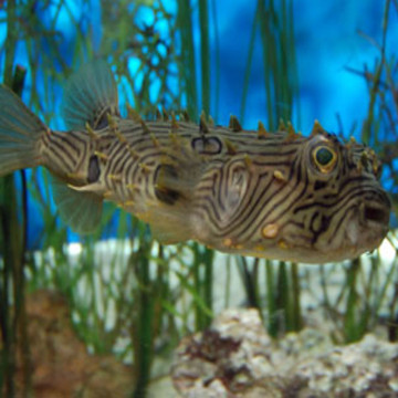 Chilomycterus schoepfi 10-12 cm