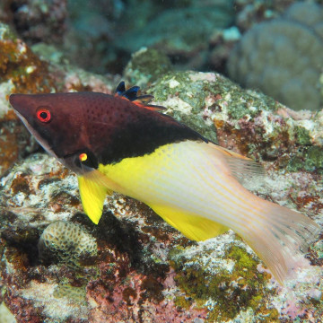 Bodianus mesothorax : 5 à 8 cm  