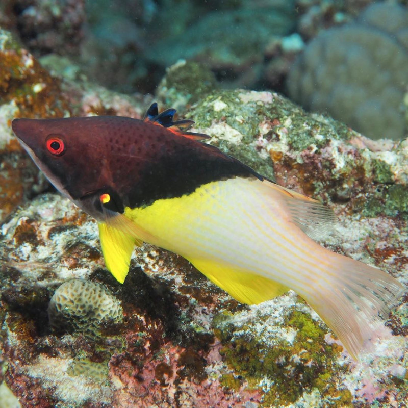 Bodianus mesothorax : 5 à 8 cm  