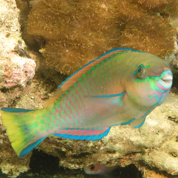 Scarus Quoyi : 10-12 cm