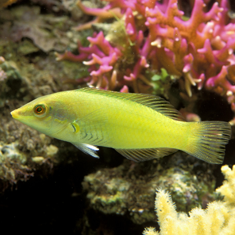 halichoeres-chloropterus-4-à-5-cm-