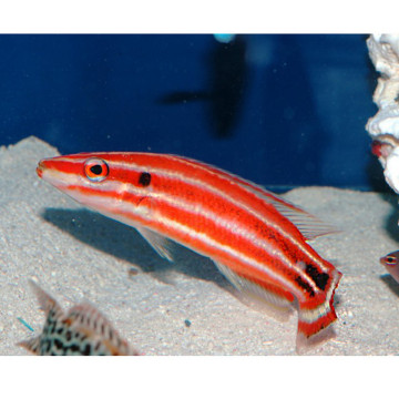 Bodianus sepacaudus 7-8 cm