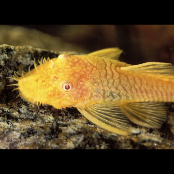 Ancistrus gouden algeneter 3-4cm