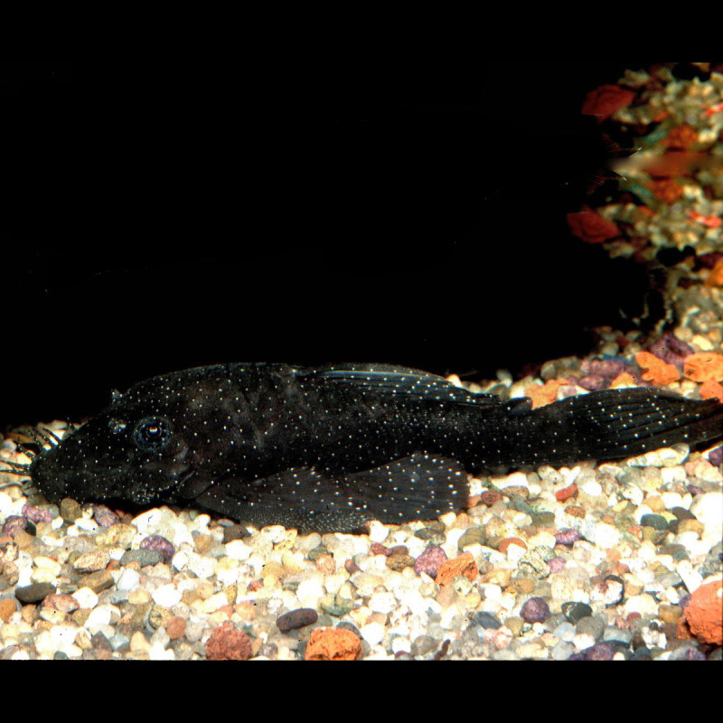 Ancistrus Hoplogenys - algeneter  4-6cm