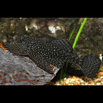 Ancistrus Leucostictus mangeur d'algues 2-3cm              