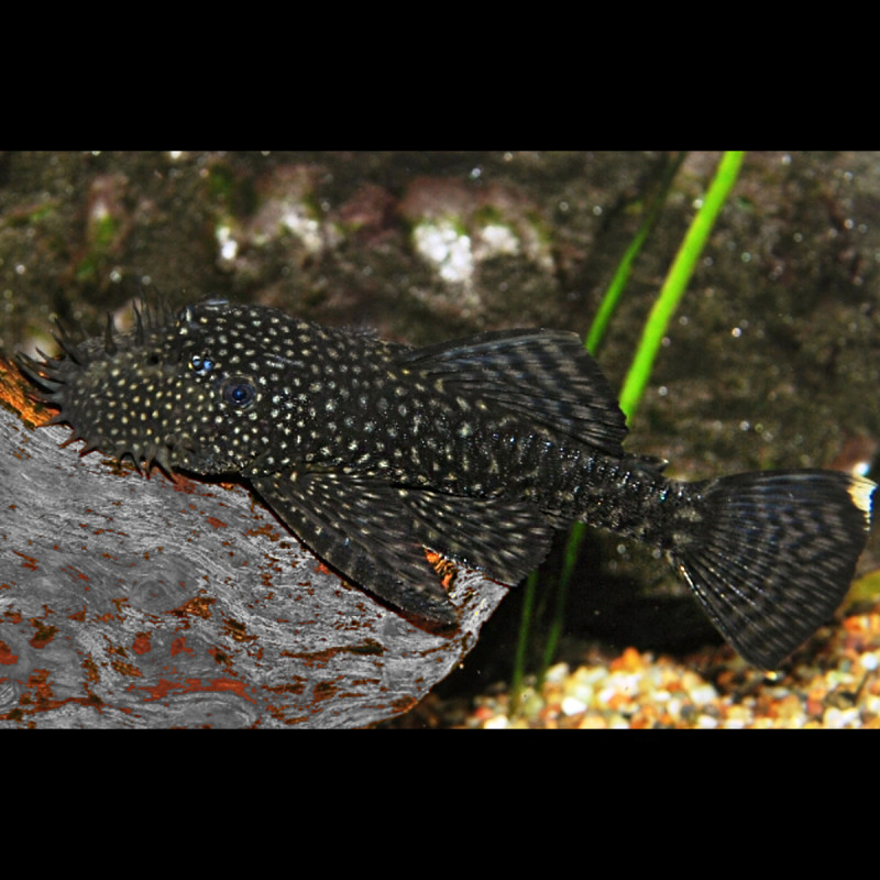 Ancistrus Leucostictus mangeur d'algues 2-3cm