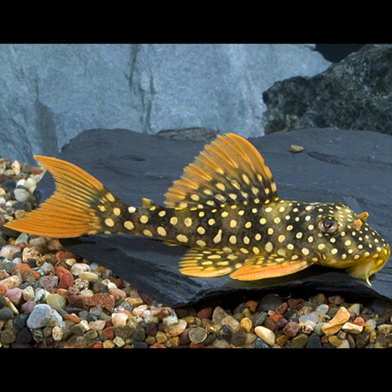 Scobinancistrus Aureatus L-014 - Sunshine pleco kwekerij algeneter 6-8 cm