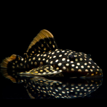 Baryancistrus xanthellus L-018 - Golden Nugget 10-12cm