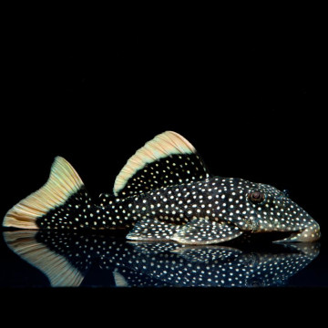 Baryancistrus Xanthellus L-081 - Golden Nugget 6-8 cm