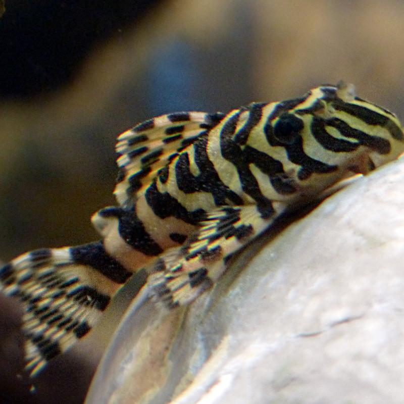 Peckoltia Compta L134 - Imperial Tiger 6-8 cm