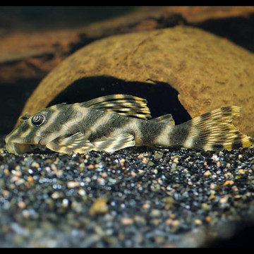 Peckoltia Vittata- Panaqolus Maccus 3-4 cm