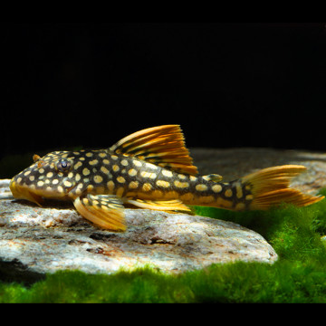 Scobiancistrus Aureatus L014 - Sunshine plécos 5-6 cm