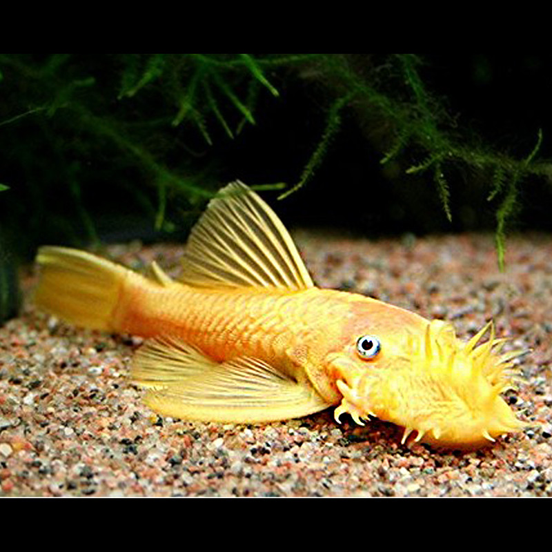 Ancistrus sp L-144 (Gele Ancistrus met blauwe ogen)