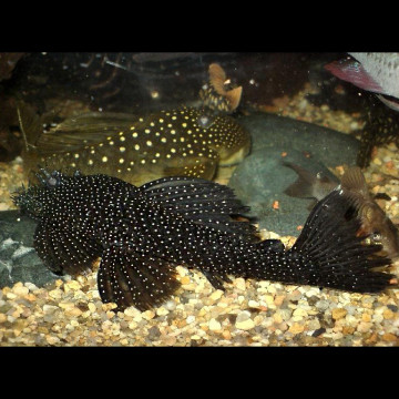 Ancistrus sp moucheté blanc 3-4 cm