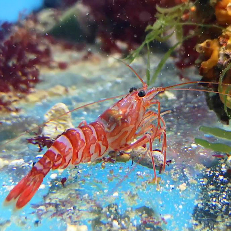 Lysmata kuekenthali 2-4 cm Lysmata kuekenthali 2-4 cm