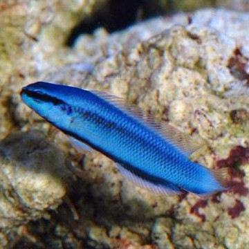 Hybride Pseudochromis fridmani X Pseudochromis sankeyi blue