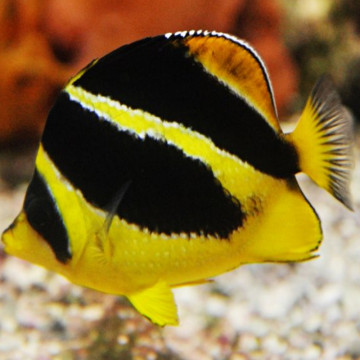 Chaetodon mitratus (6-8 cm)