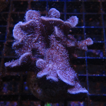 Bouture Pavona decussata 24,00 € Poissondor