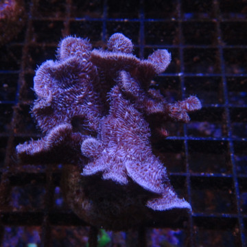 Bouture Pavona decussata 24,00 € Poissondor