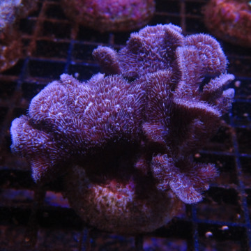 Bouture Pavona irritans brun 3-5 cm