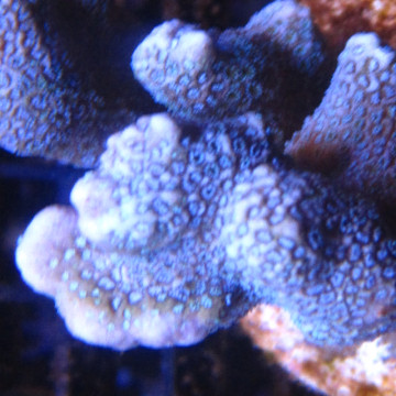 Bouture Montipora Digitata à polypes bleus 27,50 €