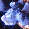 Bouture Montipora Digitata à polypes bleus 27,50 €