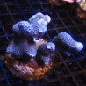 Bouture Montipora Digitata à polypes bleus 27,50 €