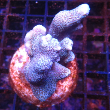 Bouture Montipora Digitata à polypes bleus 27,50 €