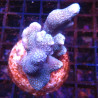 Bouture Montipora Digitata à polypes bleus 27,50 €