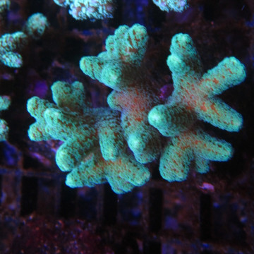 Bouture Seriatopora Calendreum vert 6-8 cm