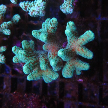 Bouture Seriatopora Calendreum vert 6-8 cm