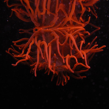 Entacmea quadricolor-anémone à tentacules rondes rouge  (5-8 cm deployée)