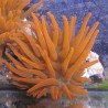 Entacmea quadricolor - anémone à tentacules rondes rouge  (8-10 cm deployée)