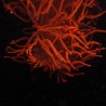 Entacmea quadricolor rouge (6-8 cm déployée) 69,50 € Poissondor