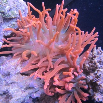 Entacmea quadricolor rouge taille S (3-5 cm déployée)