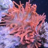 Entacmea quadricolor rouge (6-8 cm déployée) 69,50 € Poissondor