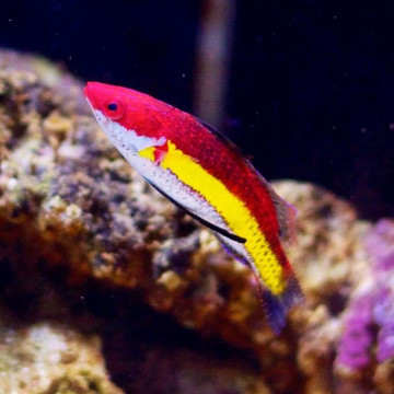 Cirrhilabrus naokoae 4-6 cm