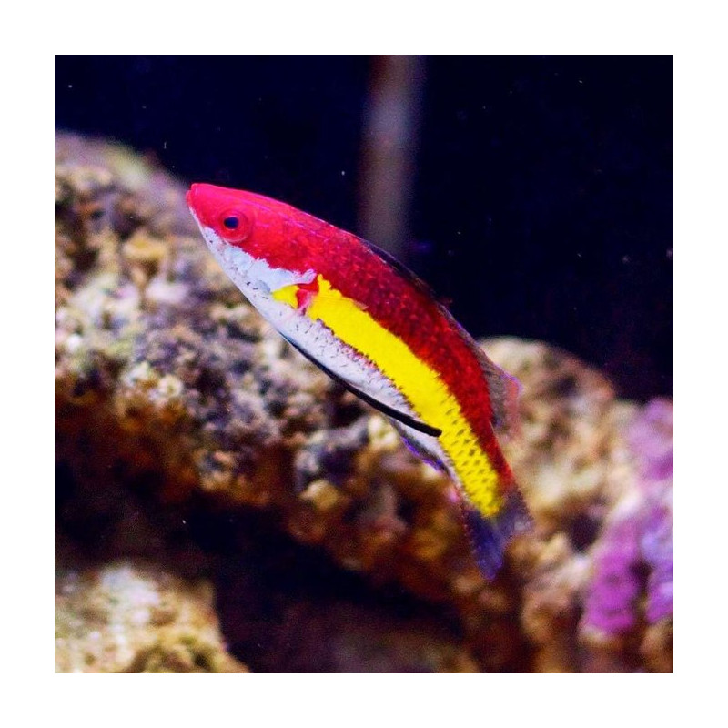 Cirrhilabrus naokoae 4-6 cm