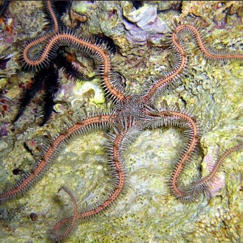 Ophiomastix annulosa (Ophiure rose - ok récifal) Ophiomastix annulosa (Ophiure rose - ok récifal)