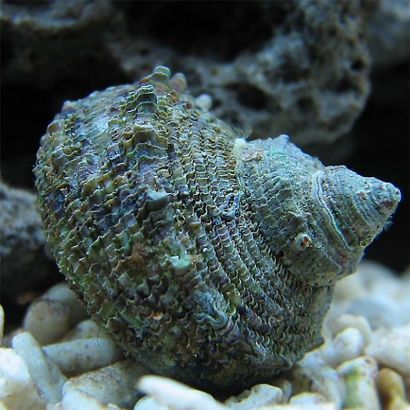 Turbo Setosus - Ruwe tulband 4-5 cm Lot van 2