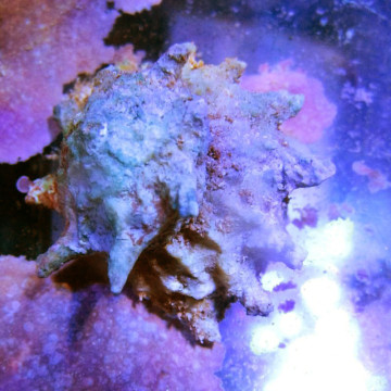 ASTREAS CALAATA (STARRED) 2-3 CM - LITHOPOMA TECTUM (LOT VAN 5)