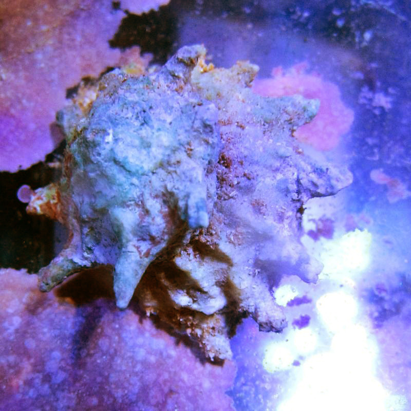 ASTREAS CALAATA (Sterren) 2-3 cm - Lithopoma Tectum (partij van 30)