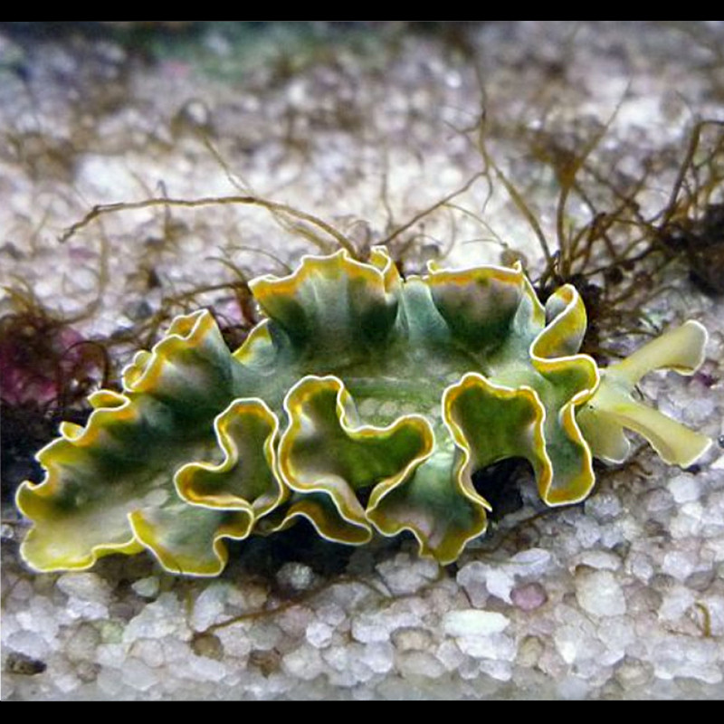 Tridachia Crispata - Algen eten Limace 3-4 cm
