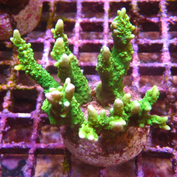 Bouture Montipora Stellata vert 