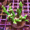 Bouture Montipora stellata vert fluo 24,00 € Poissondor