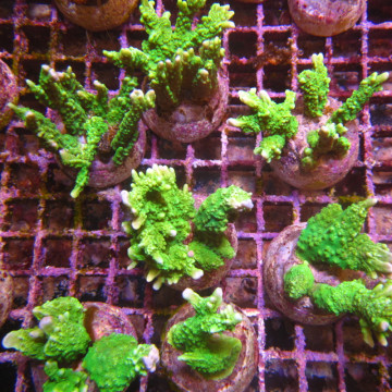 Bouture Montipora Stellata vert 