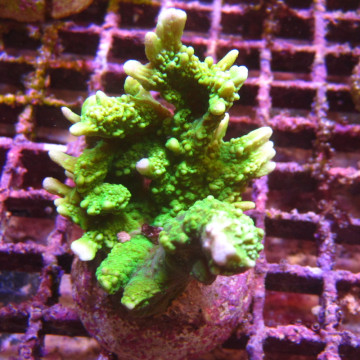 Bouture Montipora Stellata vert 