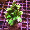 Bouture Montipora stellata vert fluo 24,00 € Poissondor