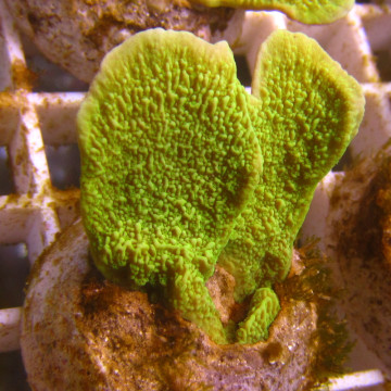 Bouture Montipora Foliosa vert 4-5 cm